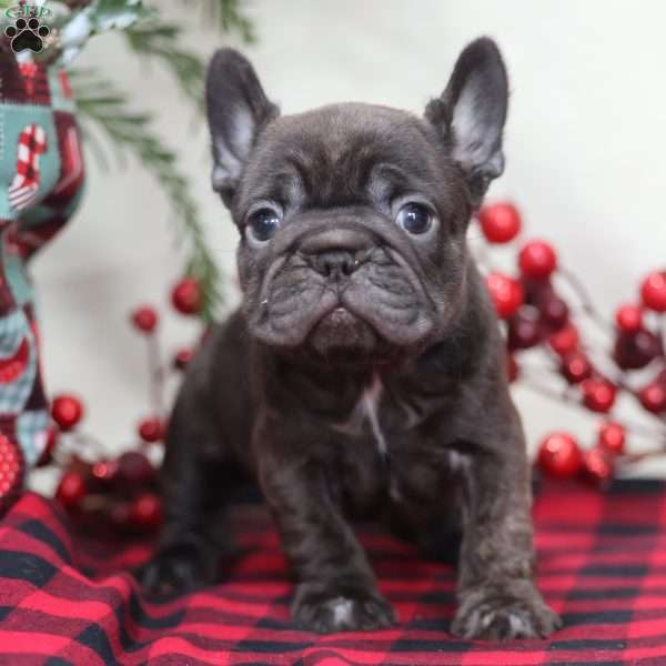 Cocoa, French Bulldog Puppy
